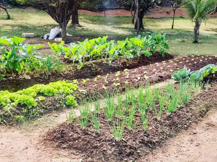 Canteiros de horta com alface, cebolinha e outras mudas em terra preparada, com gramado e árvores ao fundo